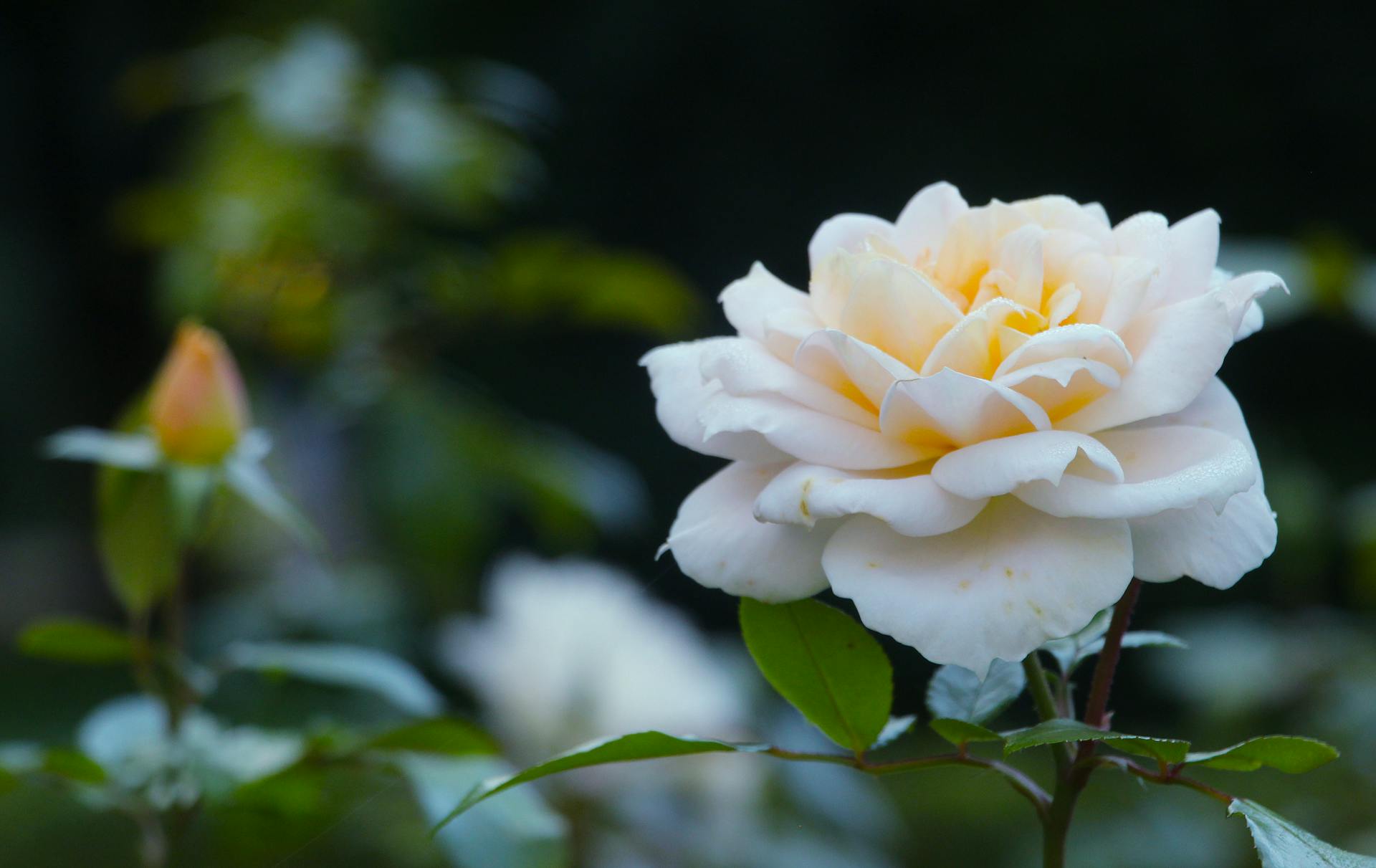 A single white rose in soft natural light — symbol of the sacred feminine and the White Rose lineage